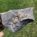 Conocoryphe cirina